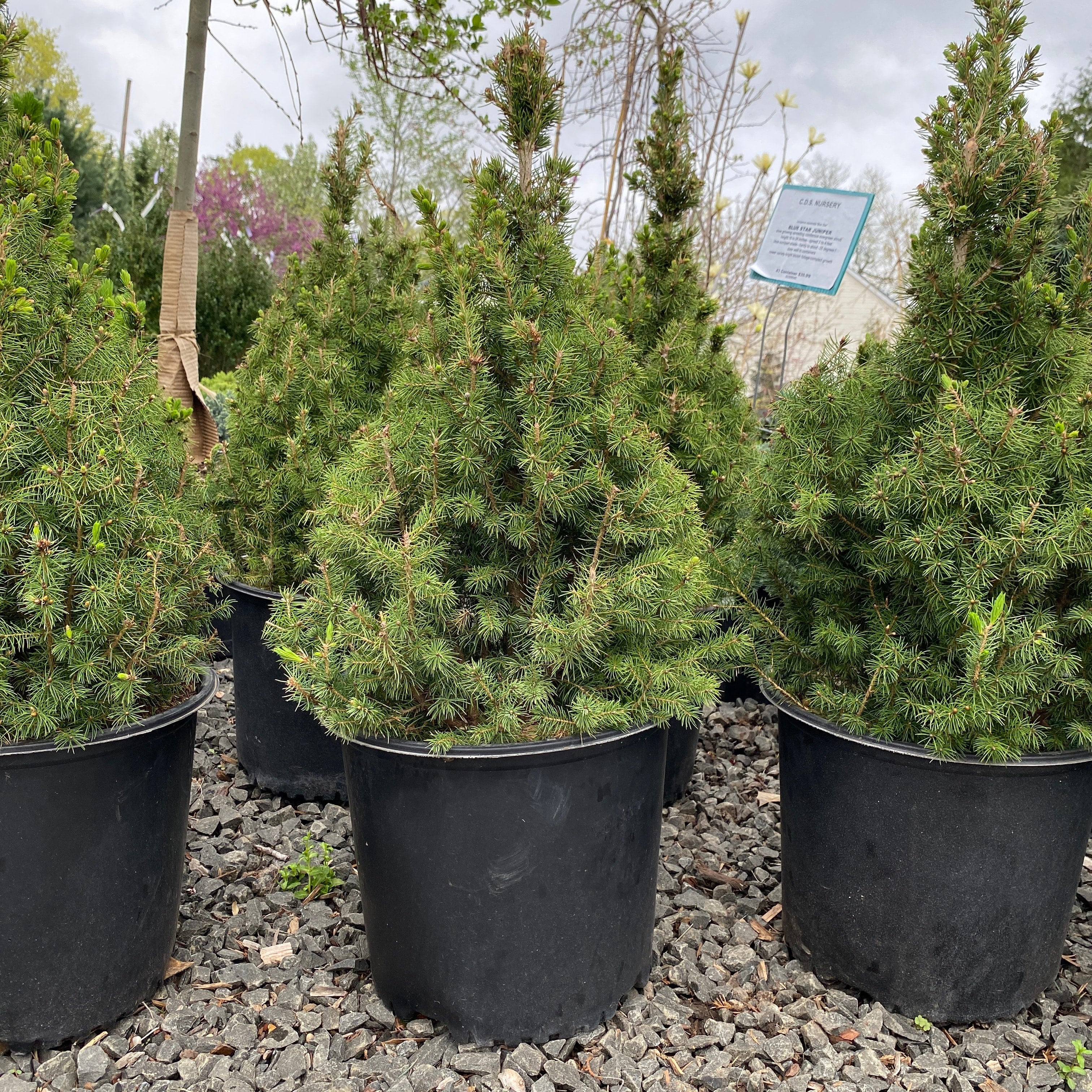 Dwarf Alberta Spruce 7 2025 C D S Nursery Landscaping dwarf-alberta-spruce-7-2025-c-d-s-nursery-landscaping