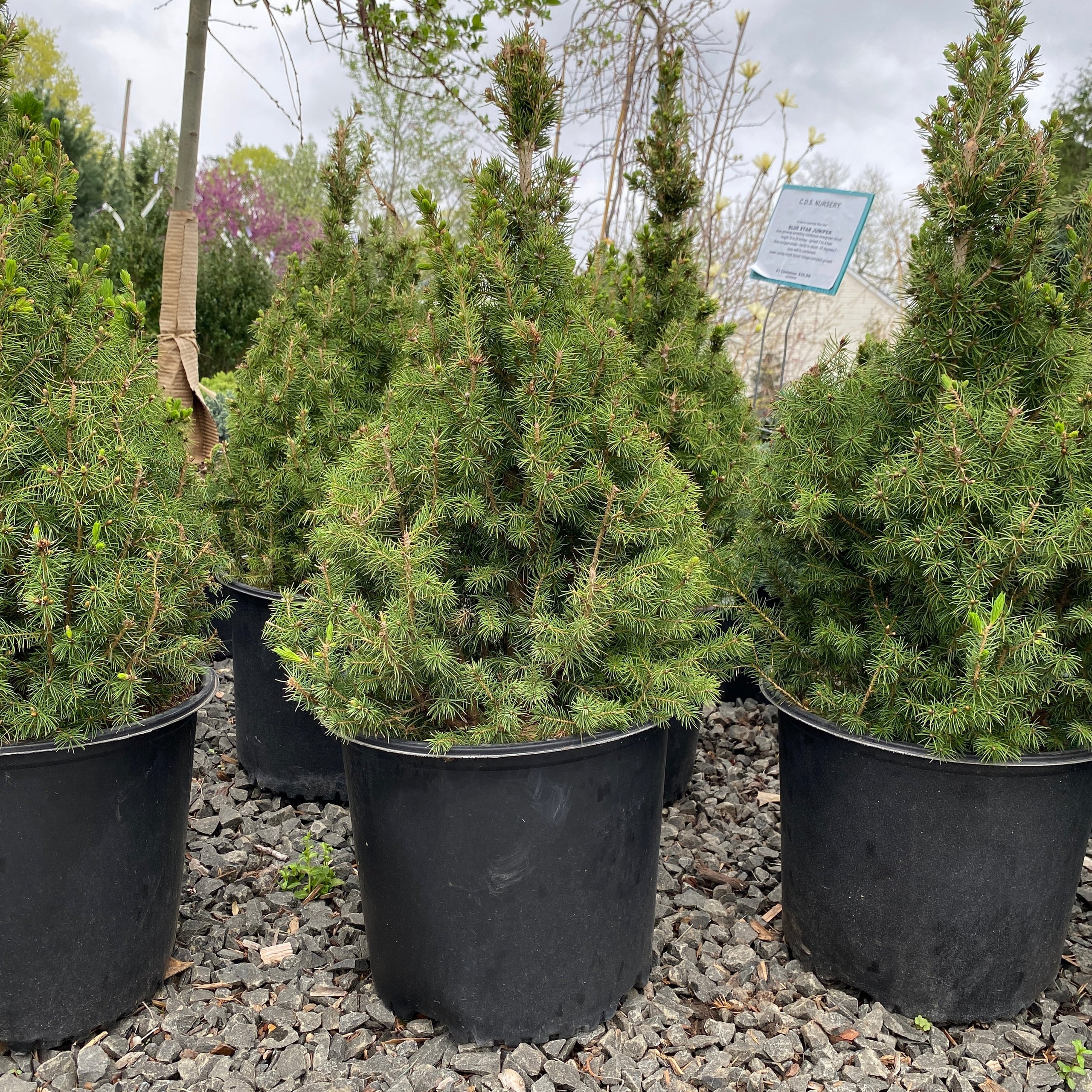 Dwarf alberta spruce 3 2023 c d s nursery landscaping